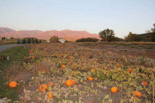 The pumpkin patch