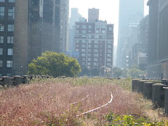 Railyards in Autumn at the High Line 