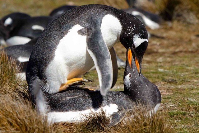 Gentoo Penguins Mating