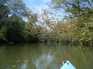 Fall Leaves on the Saluda River