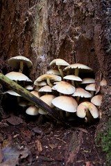 Fungi Forage on Ashridge Estate