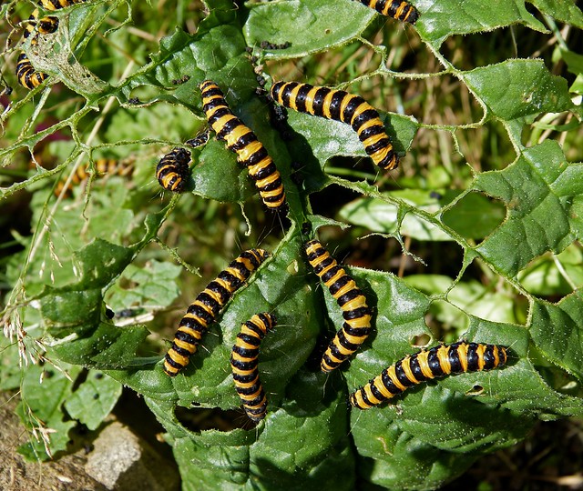 Cinnabar Moth Caterpillars, Garden