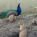 Peacock and Prairie Dogs posted by eedrummer to Flickr