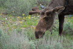 Grand Teton National Park 2012