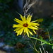 20120916 Calendula posted by chipmunk_1 to Flickr