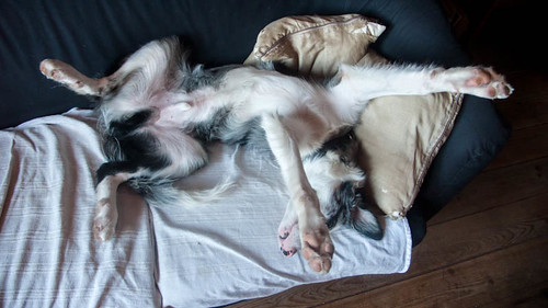 Border collie asleep on the couch