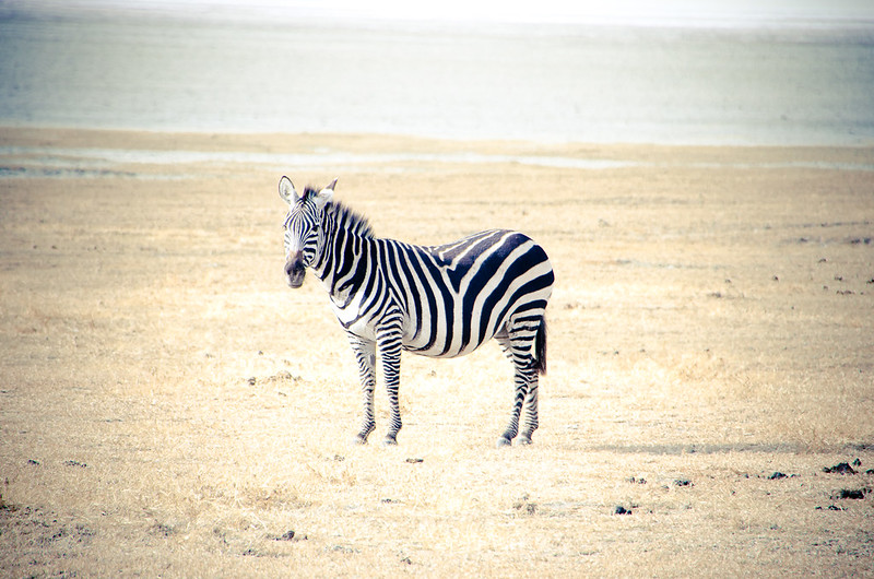 another zebra