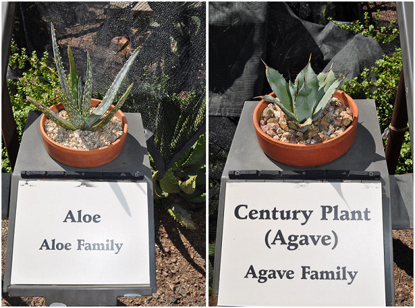 Aloe&Agave.jpg