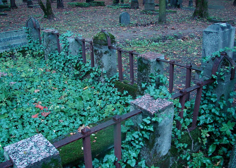 Ivy in the graveyard. by aigarsbruvelis