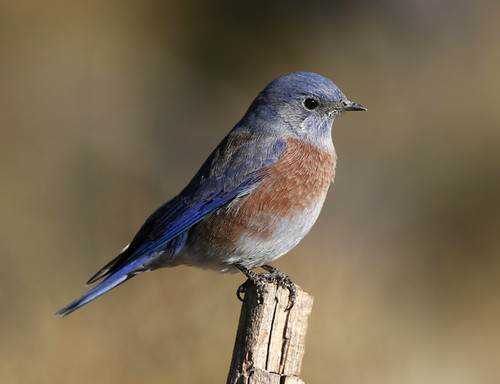 Previously abundant in western Oregon, the Western Bluebird suffered a precipitous decline through degradation of habitat and avian competition. (USFS Photo)