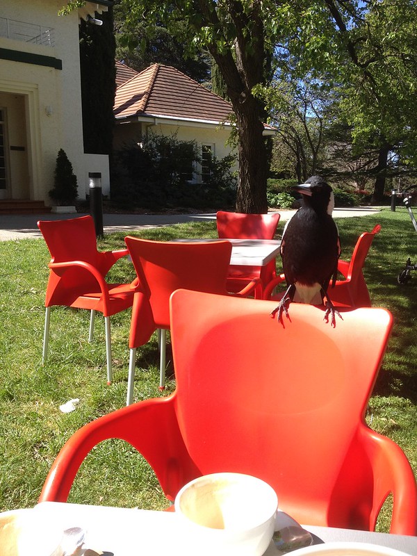 Picture of magpie on chair at the Ivy café