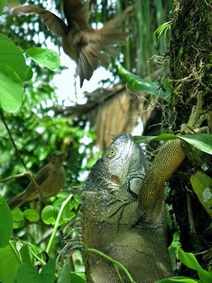 godzilla iguana vs dive-bombing clay-colored thrush