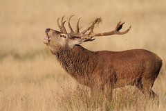 Deer, Elk & Antelope