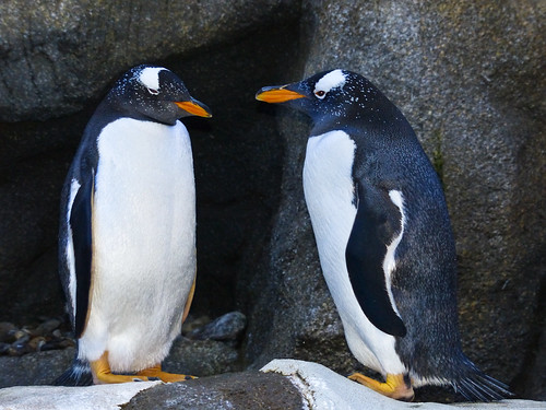 Gentoo Penguins by annkelliott