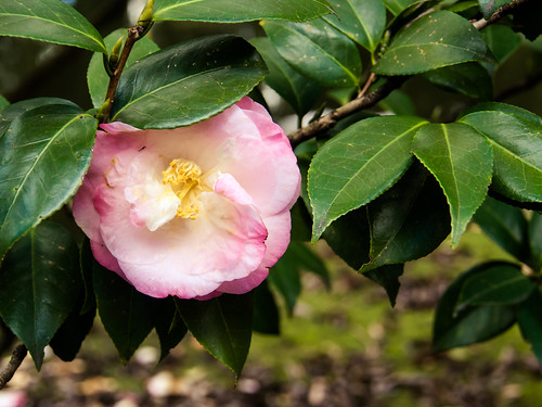 Camellia at Chinese Garden of Friendship in Sydney