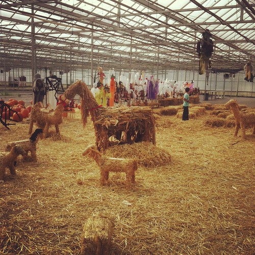 hay animals