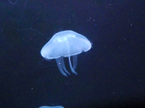 jellyfish (2)