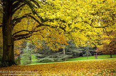 Autumn Trees At Waddesdon