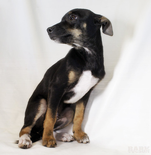 Darryl the 10 week old Chihuahua/Heeler mix by BARKtucson
