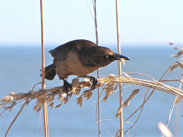 Boat-tailed Grackle on 11-23-10 at the North Beach on Tybee Island, GA 42
