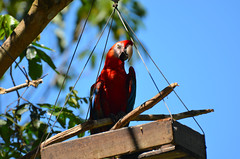 greeter-macaw-DSC_0260