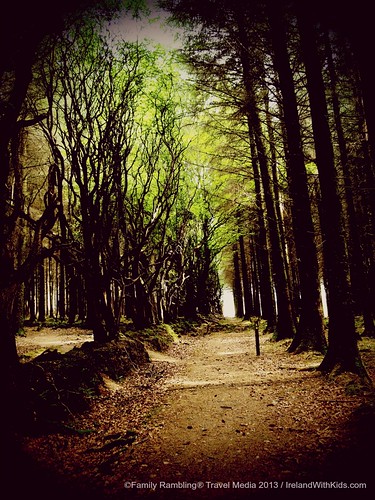 Forest along the Slieve Bloom Way, County Offaly, Ireland