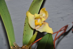 Kopf Orchideen