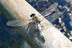 Libellen - dragonflies