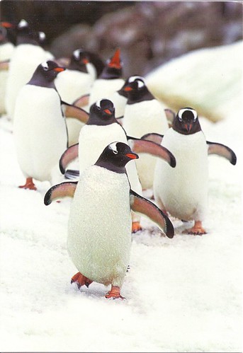 Happy Penquins in the Snow