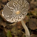 Lacey Fungi