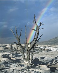 2012 Yellowstone