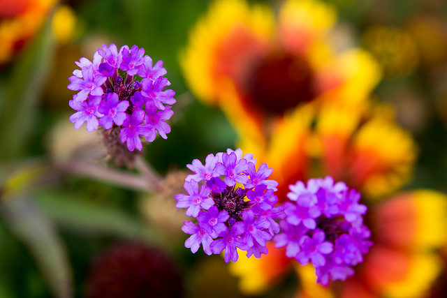 Flowers, Flower Garden, Contrasting Beauty, Purple, Delicate
