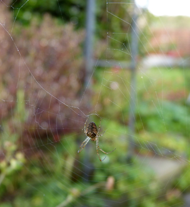 28844 - Orb Web Spider (Metellina segmentata)