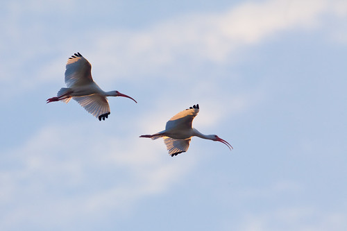 Two Ibises Flying in to Rookery Island by ramislevy