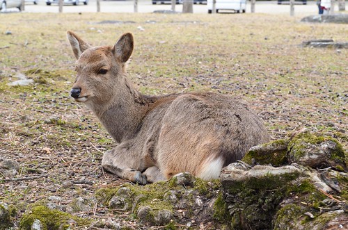 Relaxing Nara Deer