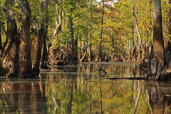 Swamps and Wetlands, Georgia