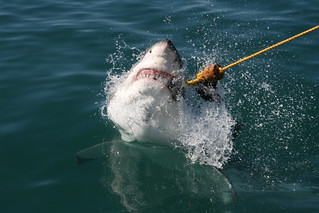 Great white shark, "say cheese"