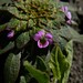 Violeta silvestre (Viola sp.)