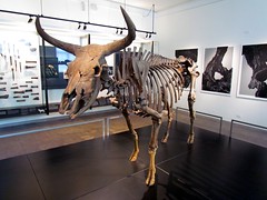 Aurochs Skeleton