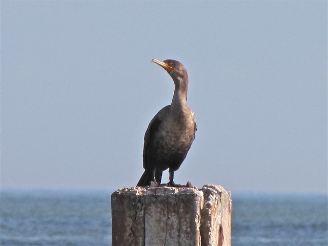Double-crested Cormorant at the North Beach on Tybee Island 06