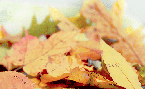 numbered leaves, stamped leaves