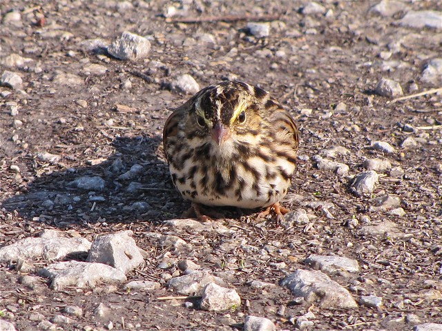 Savannah Sparrow at Gridley Wastewater Treatment Ponds 13