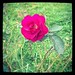 Finally got a late bloomer out of the rose bushes, right before a hurricane comes :-/ posted by mromanmanson to Flickr