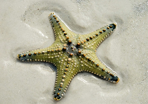 starfish_sea_star