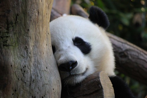 Panda Cub Xiao Liwu "Little Gift" at the San Diego Zoo