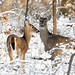 2012-12-30 Iroquois Park Deer - Version 3
