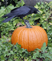 Crow & Raven