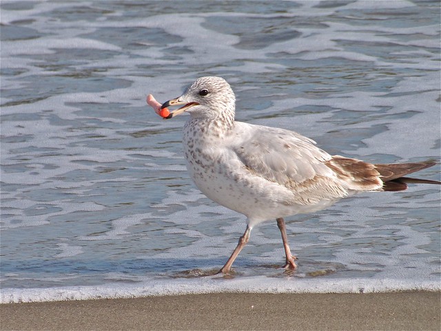 Ring-billed Gull at the North Beach on Tybee Island 05