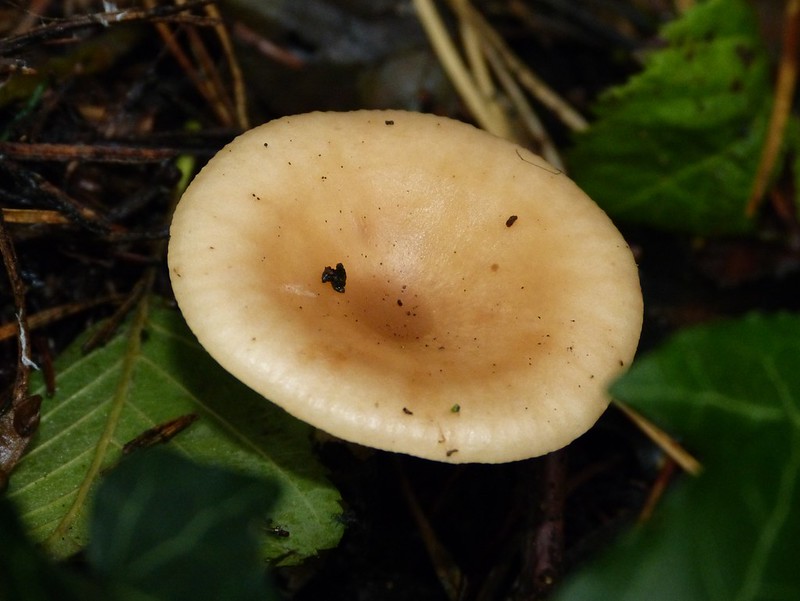 28955 - Common Funnel (Clitocybe gibba)