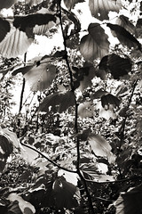 I hear the leaves and love the light (b&w)